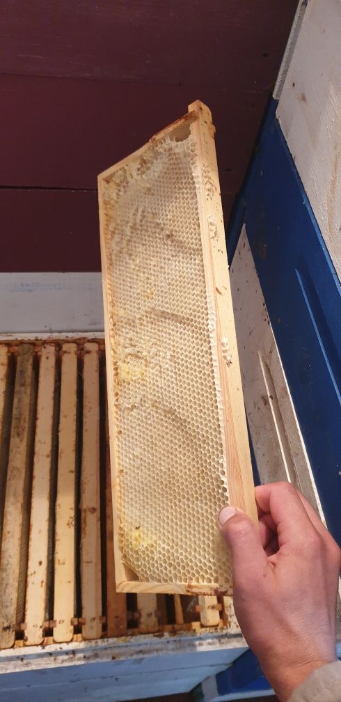 Корпуса 145мм та 230мм стінка 30та35 мм, рамки сушь 145 мм, для бджіл