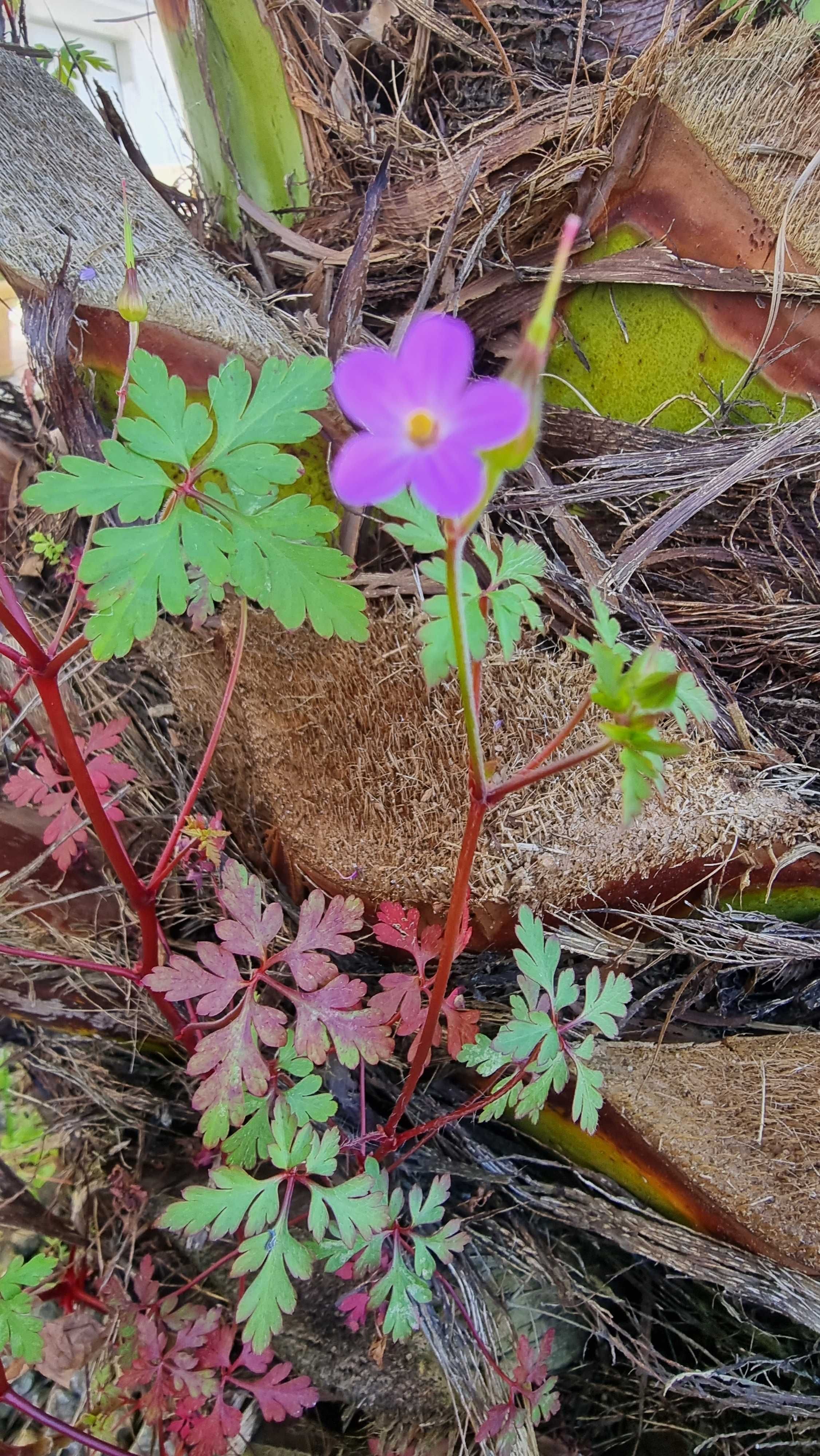 Planta Medicinal Erva de São Roberto