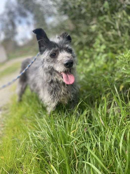 Cão tranquilo meigo