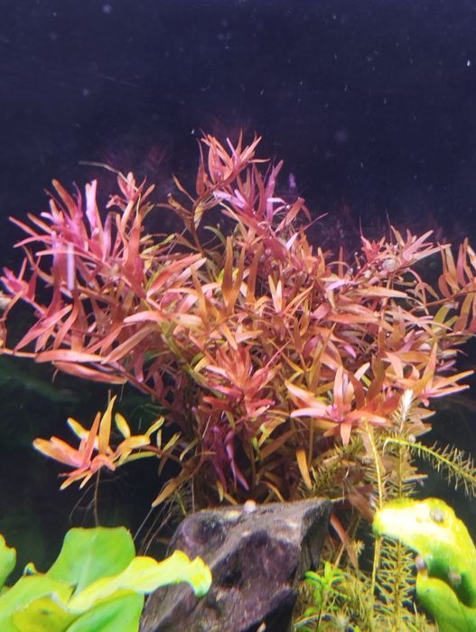 Rotala rotundifolia 10 sadzonek