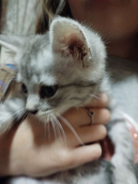 Віддамо в добрі руки кошенят...