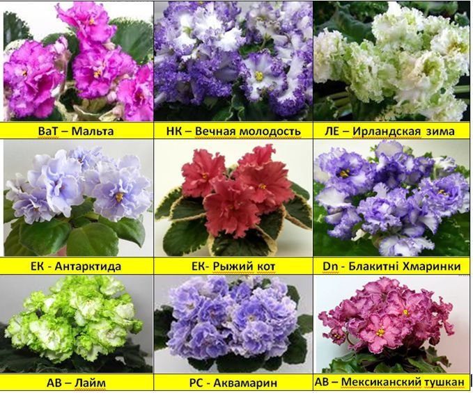 Фиалки разных сортов