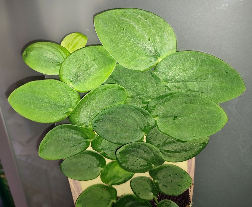 Rhaphidophora celatocaulis rzadka roślina pnącze terrarium paludarium