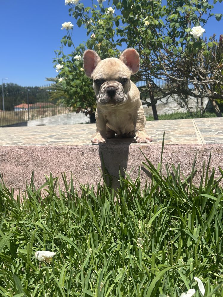 Bulldog frances Menino