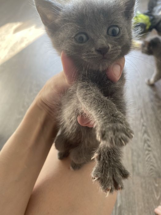 Кошенята у добрі руки