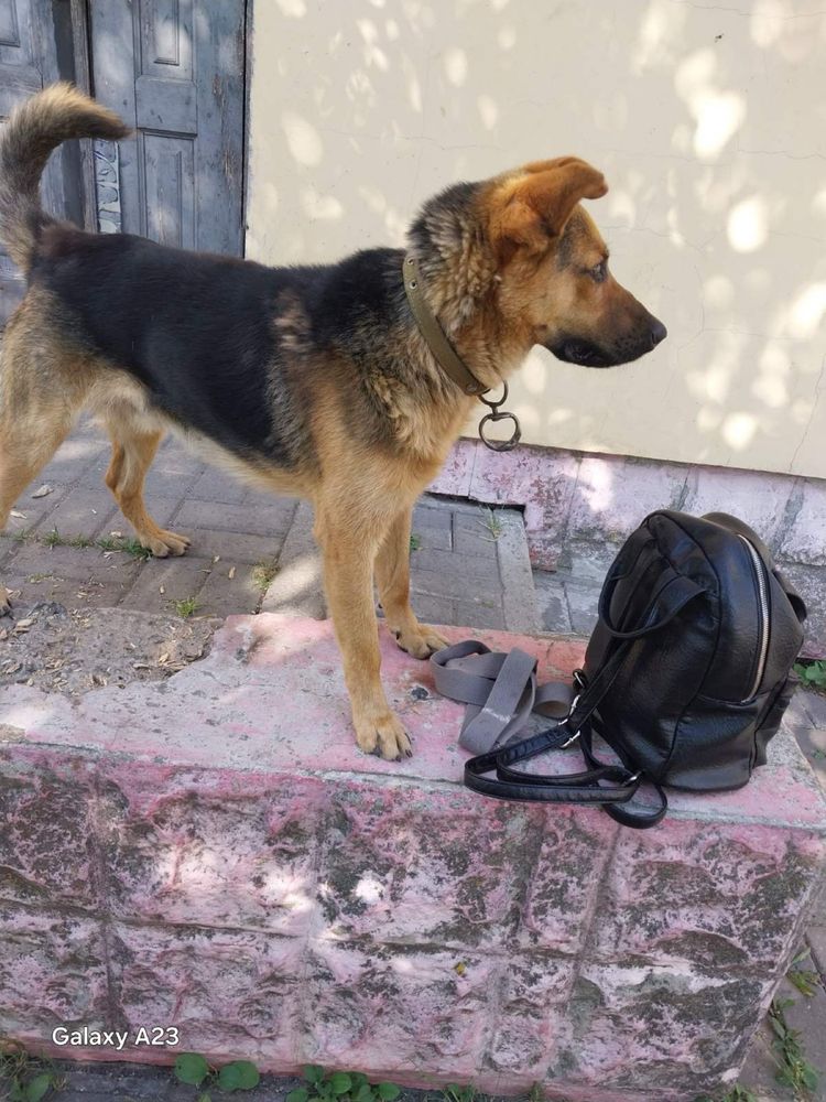 Собака, молодий хлопчик, йому десь до року, дуже добрий охоронець
