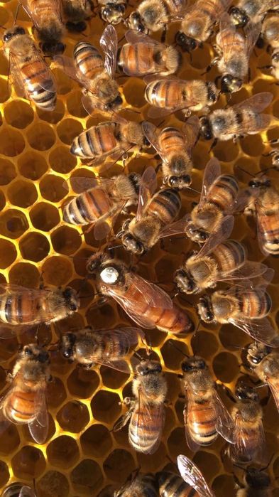 Бджоломатки Бакфаст