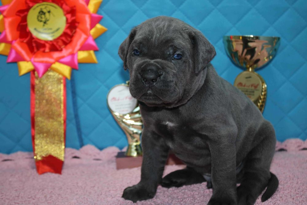 Cane Corso девочка,Мечта