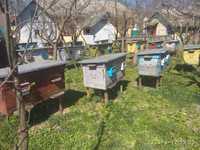 Продам бджолопакети та бджолосімї