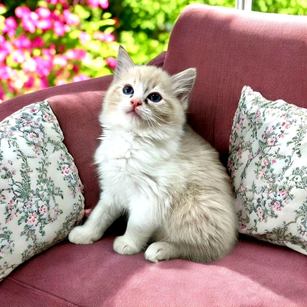 Ragdoll kotki i kocurki polecają się do rezerwacji FPL