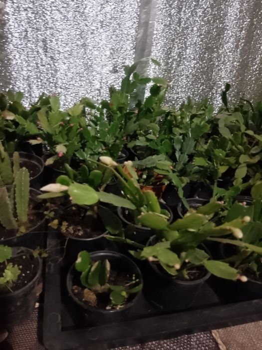 Продам рождественник