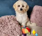 Maltipoo - hybryda