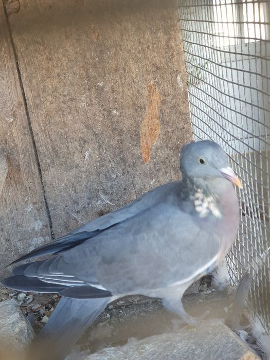 Casal de pombos Calumba Polumbus