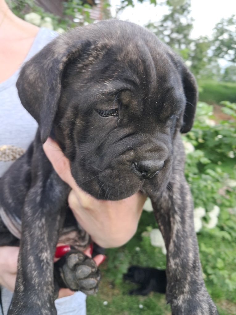 Cane corso italiano pies pręgowany