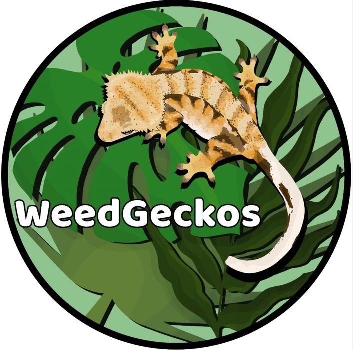Gekon orzęsiony samica 18g tricolor/fullpinstripe WeedGeckos