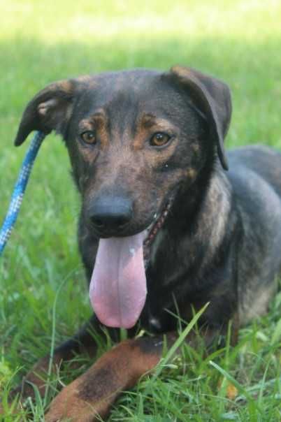 583095 Lobo do adopcji