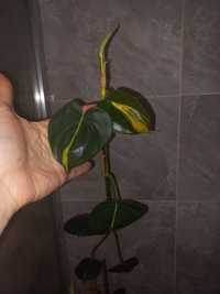 Philodendron Brasil filodendron węzeł