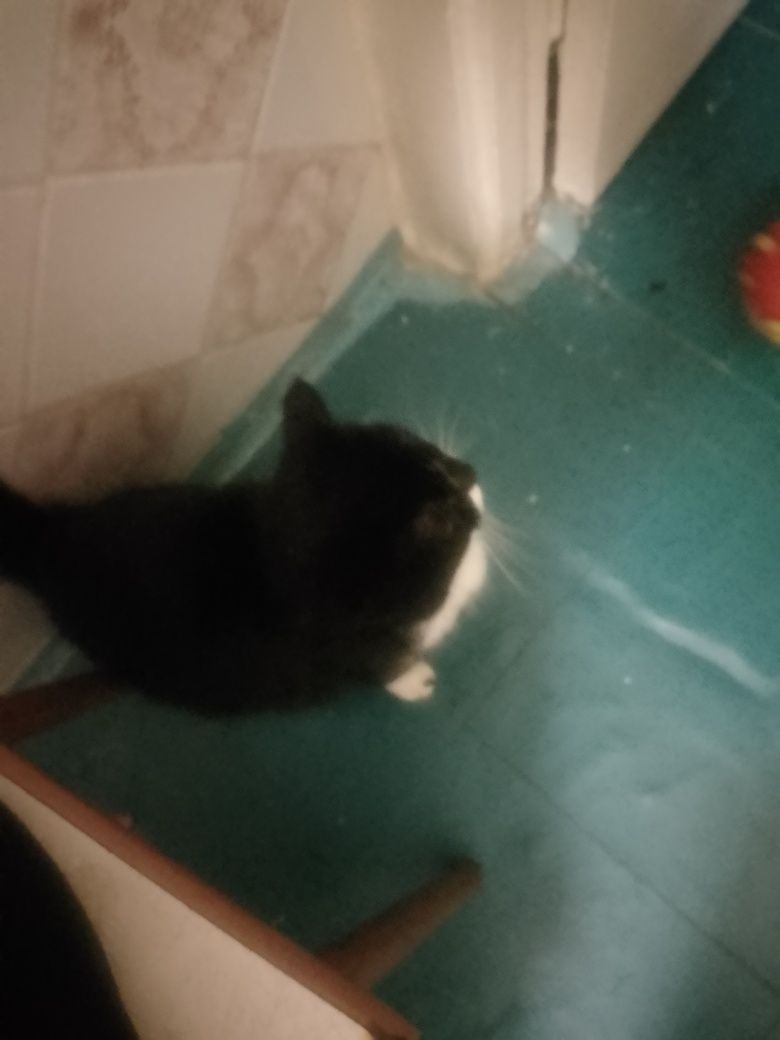 Отдам хорошие руки кошечку