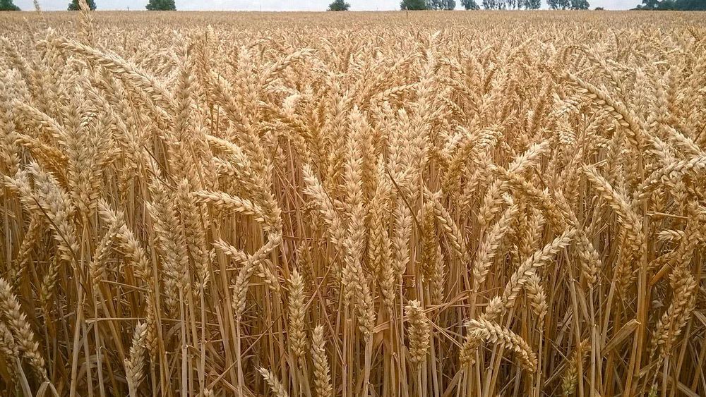 Pszenica paszowa lub konsumpcyjna ilości całosamochodowe.