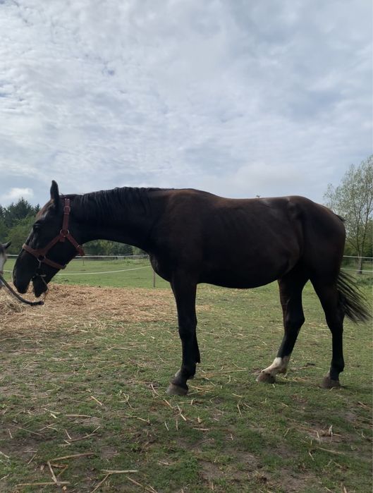 Sprzedam - redukcja stada