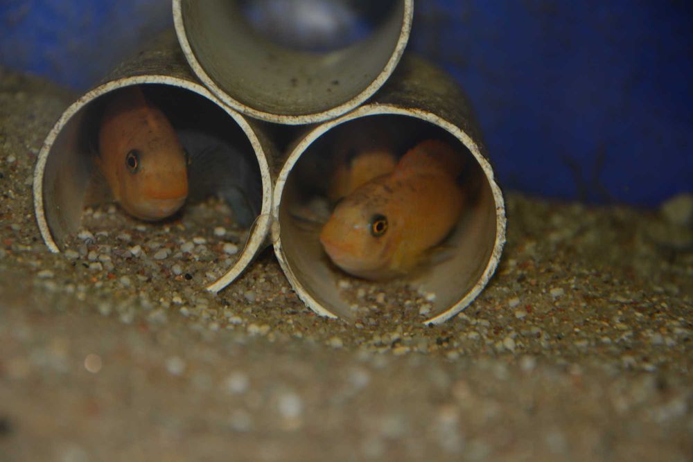 Pyszczak Labeotropheus Trewavasae Thumbi West