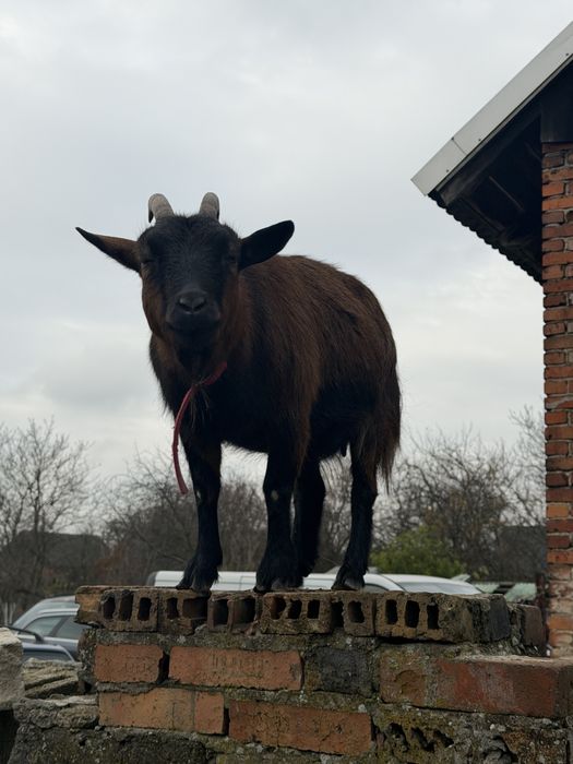 Sprzedam kózki miniaturowe