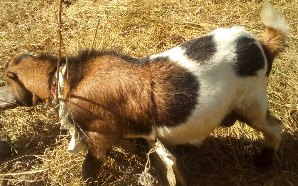 Козел. Цап. Случка. Паровка. Вязка. Случка коз.