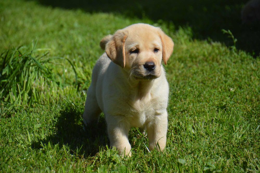 Labrador Retriever- szczenię ,cudny chłopczyk