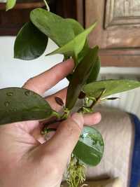 Hoya australis hoja