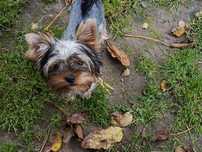 York Yorkshire Terrier