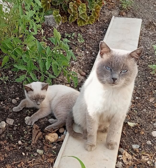 Filhote de gato morando na rua