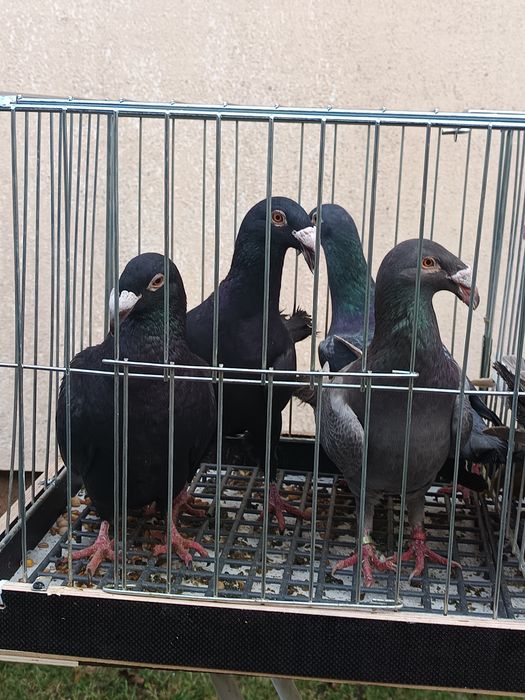 Rzeszowski gołębie rzeszowskie