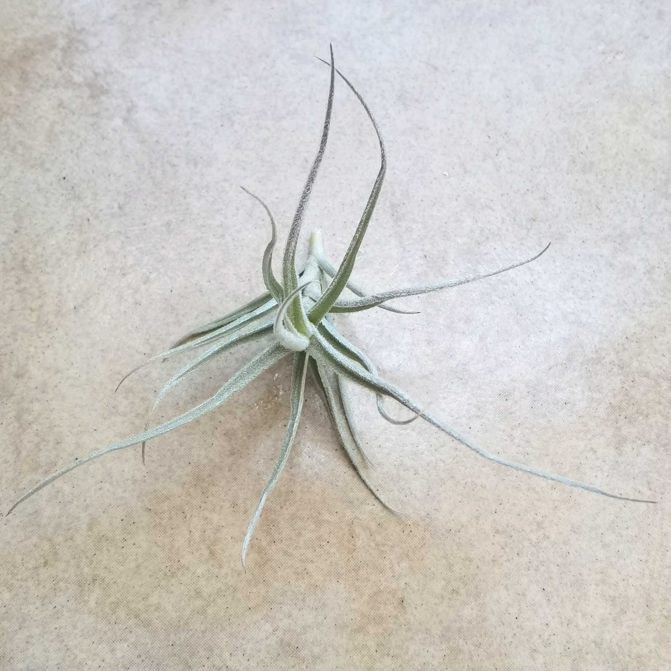 Tillandsia paleacea 9 cm