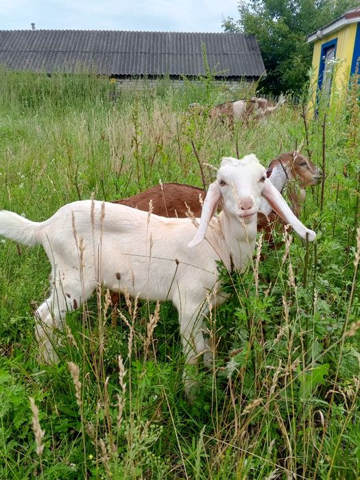 Два цапики 87.5% А-Н породи.
