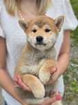 SHIBA INU piesek szczenię do odbioru z metryką szczeniak