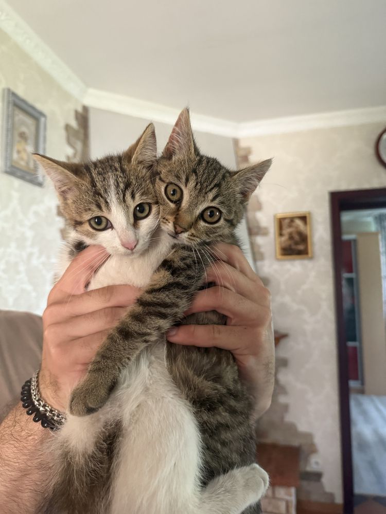 Котики в добрі руки
