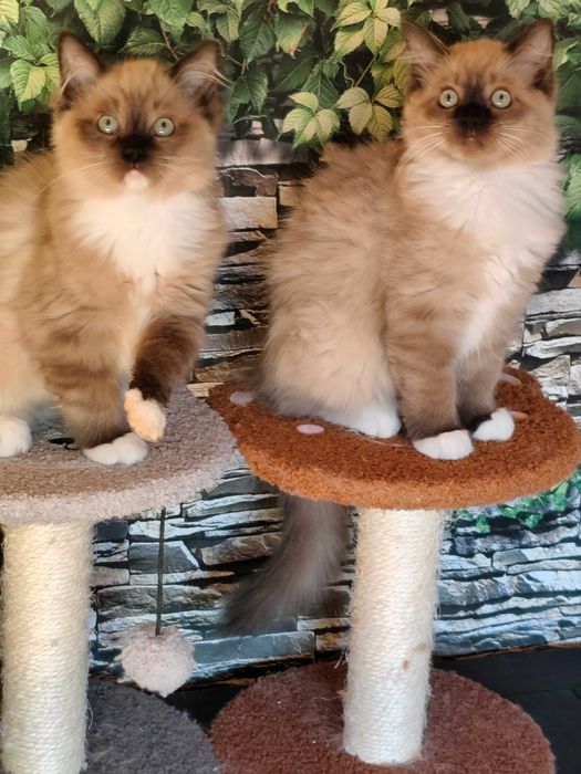 Ragdoll Cherubim Kotka MINK CZEKOLADA  rodowód międzynarodowy TICA .