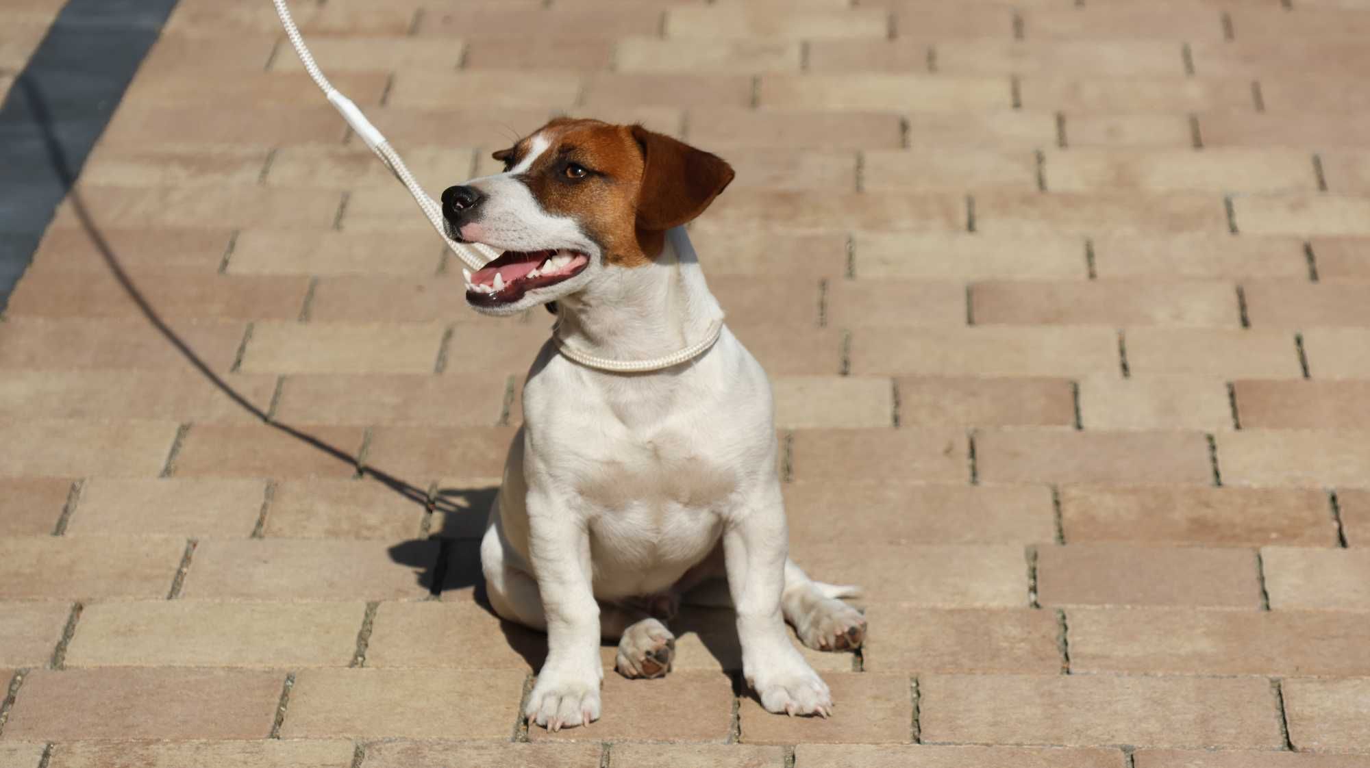 Piesek Jack Russell Terrier ZKwP FCI/badania genet.
