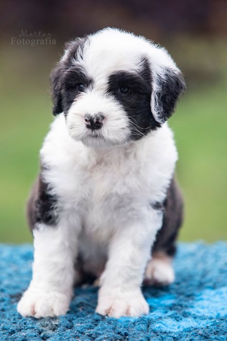 Owczarek staroangielski Bobtail Piesek 1
