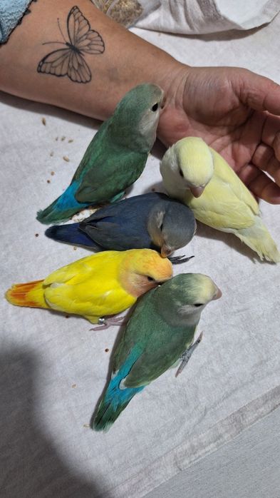 Agapornis Domesticados e Super Meigos