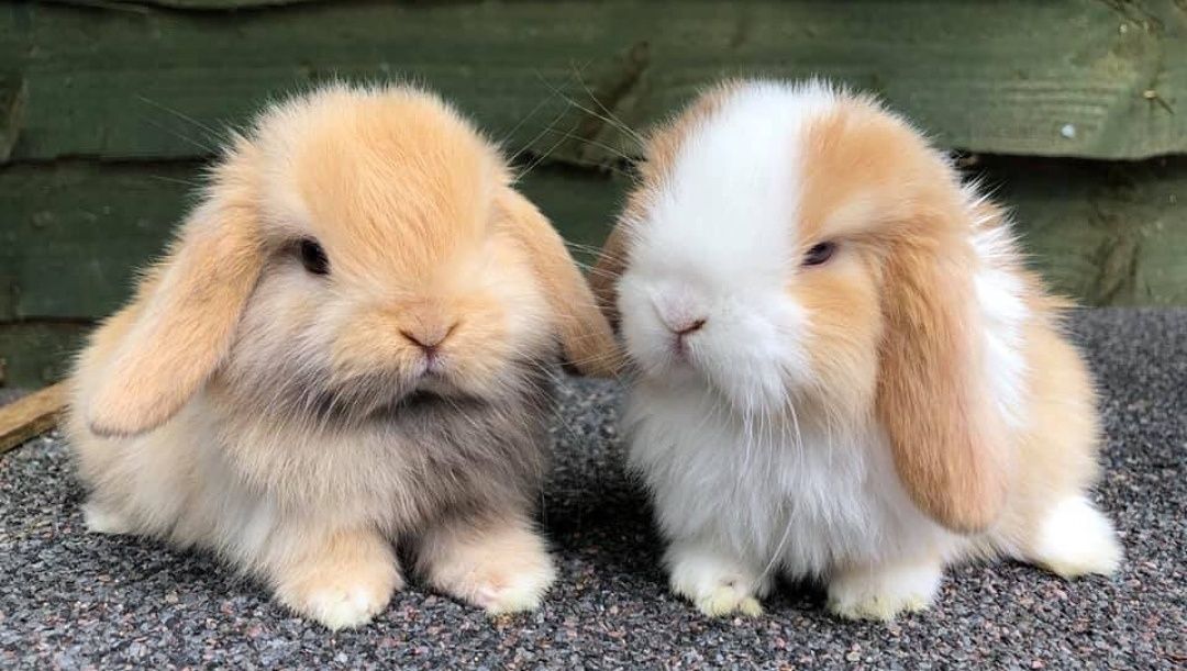 KIT Coelhos anões orelhudos, mini lop super inteligentes e dóceis