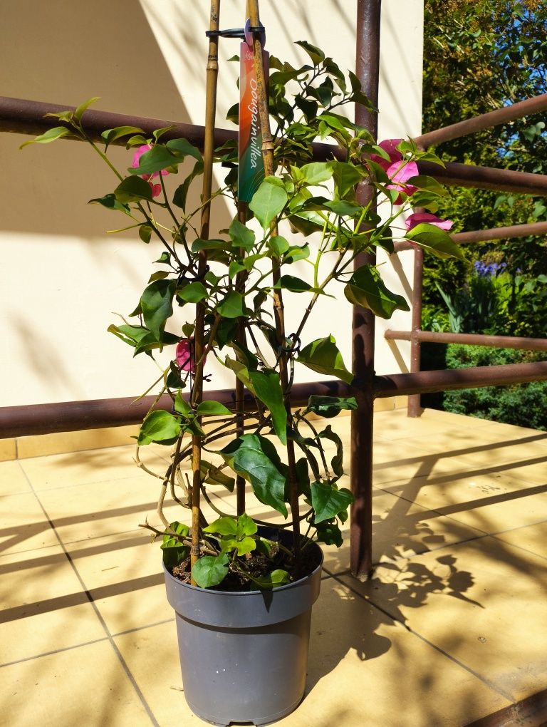 Bugenwilla duża roślina śródziemnomorska różowe kwiaty 65 cm