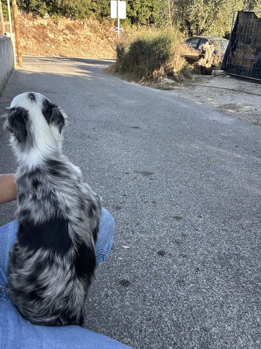 Excelente Menino border collie 3 meses merle