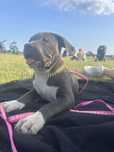 American Bully XL suczka
