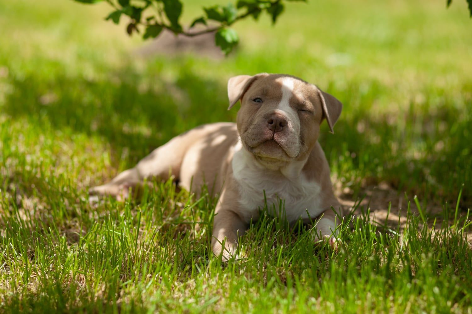 American Bully Pocked piesek ABKC