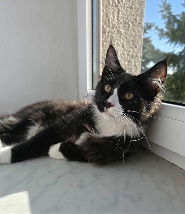 Gotowy do odbioru Kocur Maine Coon z rodowodem FPL
