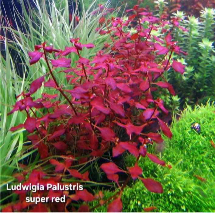 Lote 40 Plantas - 10 Espécies c/ Anubia