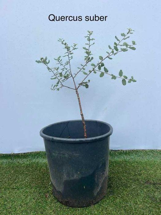 Árvore Quercus suber 40/60cm