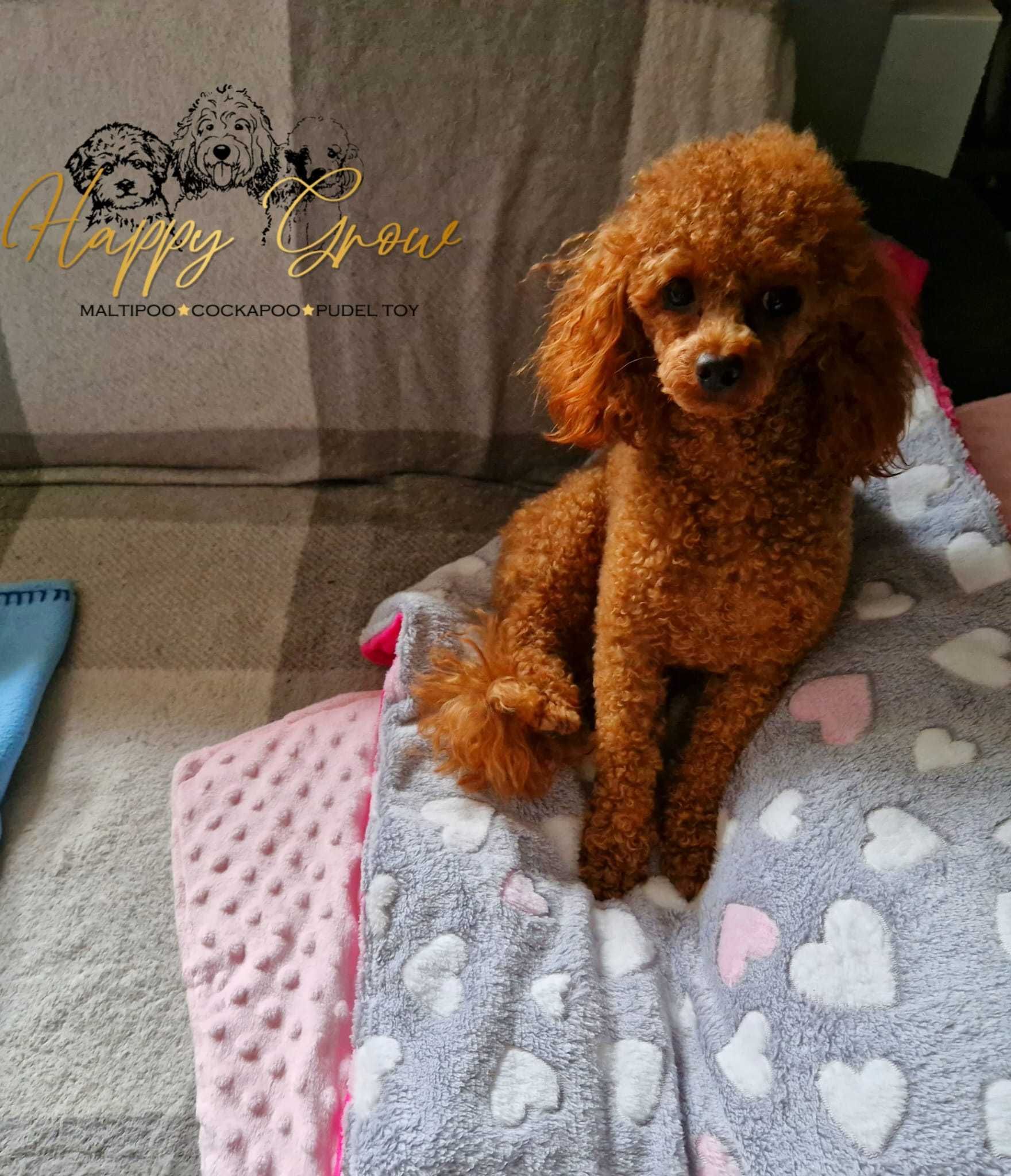 Cockapoo F1B Red mini suczka Prada