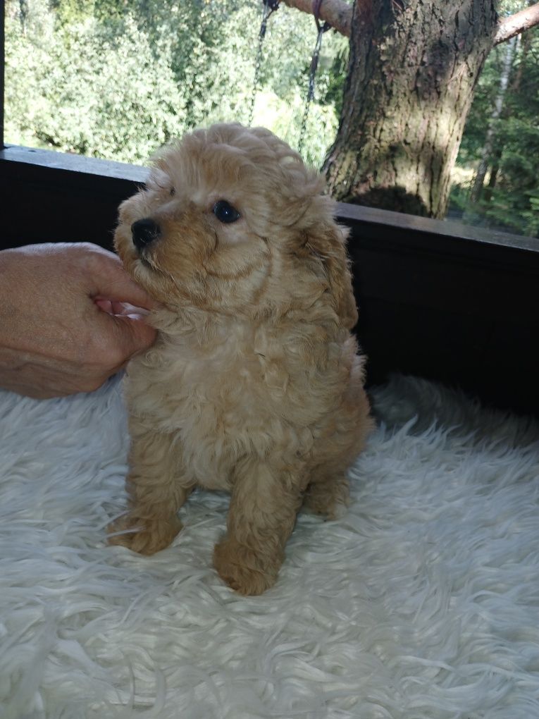 Maltipoo - piesek biszkoptowy